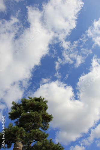 枝ぶりの良い松と爽やかな青空と雲