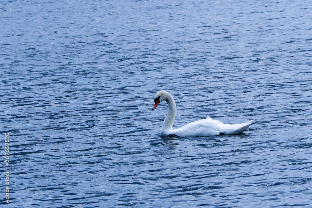 on a cloudy day, a white wild Swan swims in the blue water of the river . white big bird on a cloudy day, a white wild Swan swims in the blue water of the river . white big bird