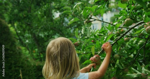 Preschooler picking  apples in the garden
