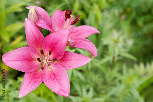 beautiful  lily flower of pink color with raindrops close-up on a background of greenery