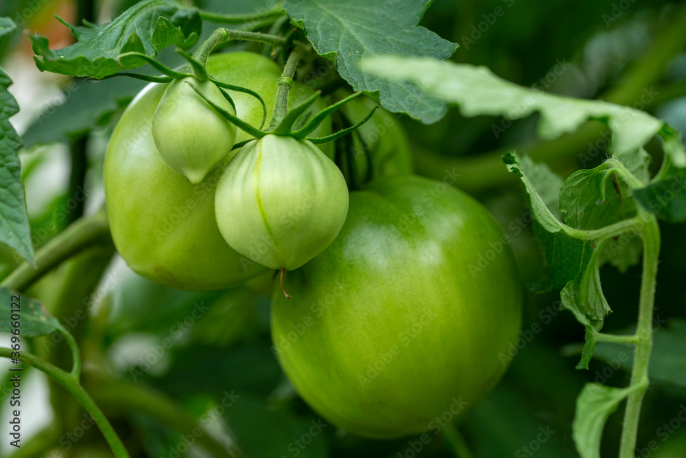 fresh unripe tomatoes in the garden