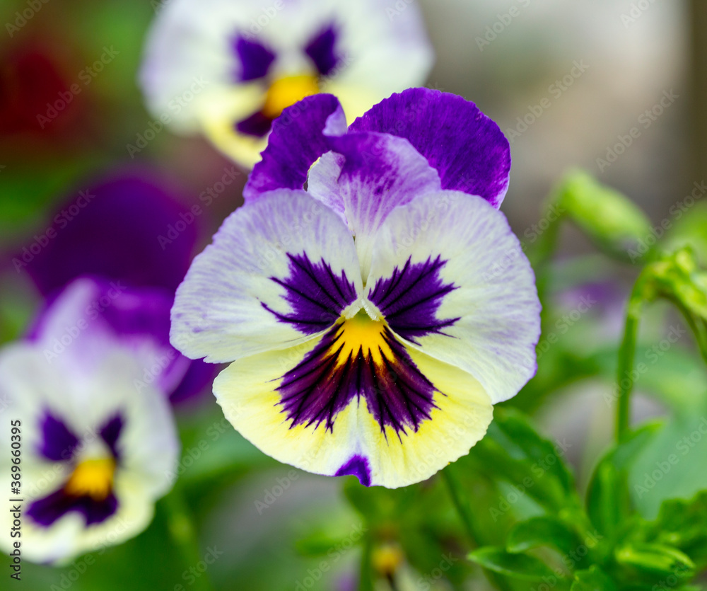flowers pansies in the garden flowers pansies in the garden