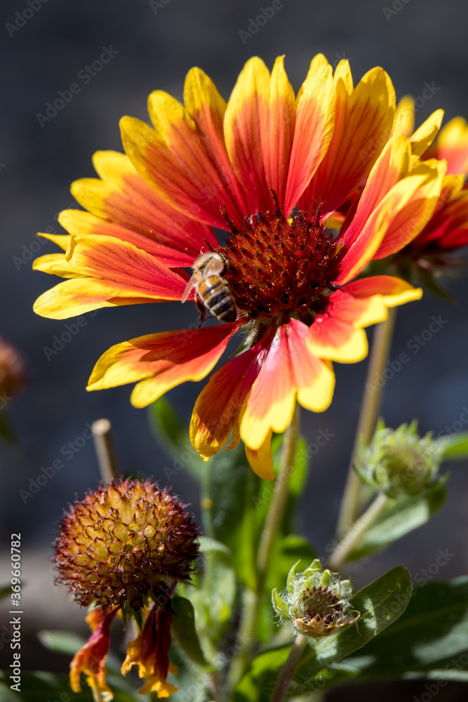 Red and yellow Gazanias flowering in an English garden