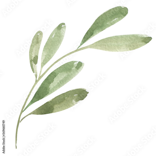 Watercolor drawing green twig with leaves on a white background. Print, cover, decoration, decor, postcard, scrapbooking, nature element, plant part.