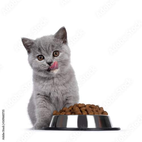 Cute blue tortie British Shorthair cat kitten, sitting behind aluminium bowl filled with brown dry cat food. Looking towards camera with brown eyes. isolated on white background. Tongue out, cleaning 
