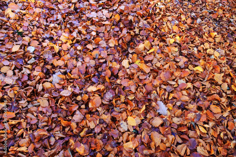 Background from colorful autumn leaves. Nature background. Background from colorful autumn leaves. Nature background.
