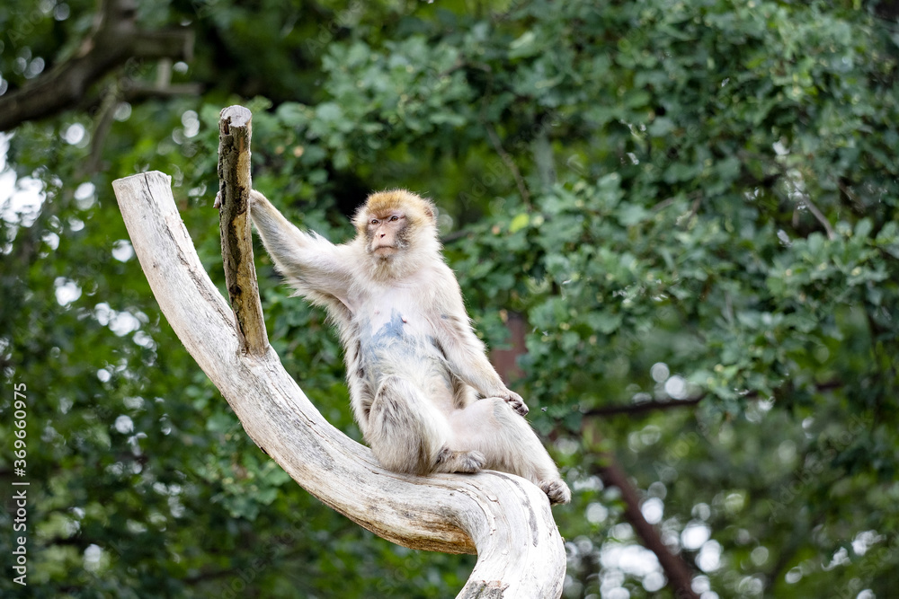The Barbary Macaque, Macaca sylvanus, is the only monkey living in Gibraltar in Europe