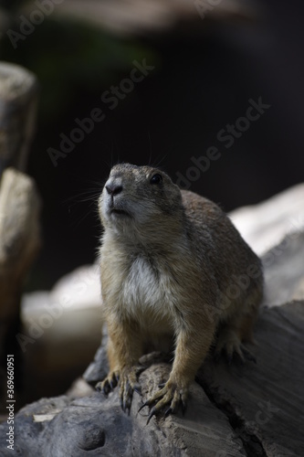 gopher rodent looking around © Iris