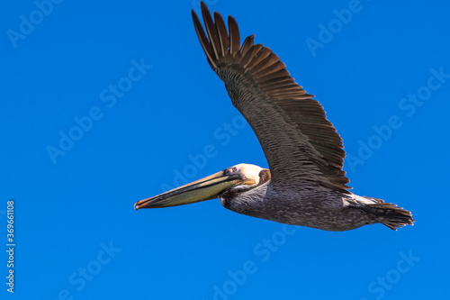 Brown Pelican with adult breeding plumage  Loreto  Baja California Sur  Mexico