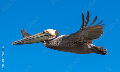 Brown Pelican with adult breeding plumage  Loreto  Baja California Sur  Mexico