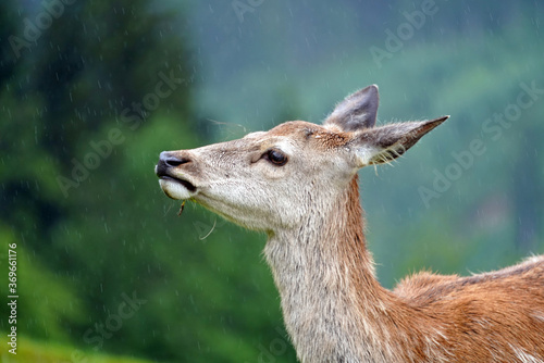 a young red deer female head portrait in summer on a rainy day