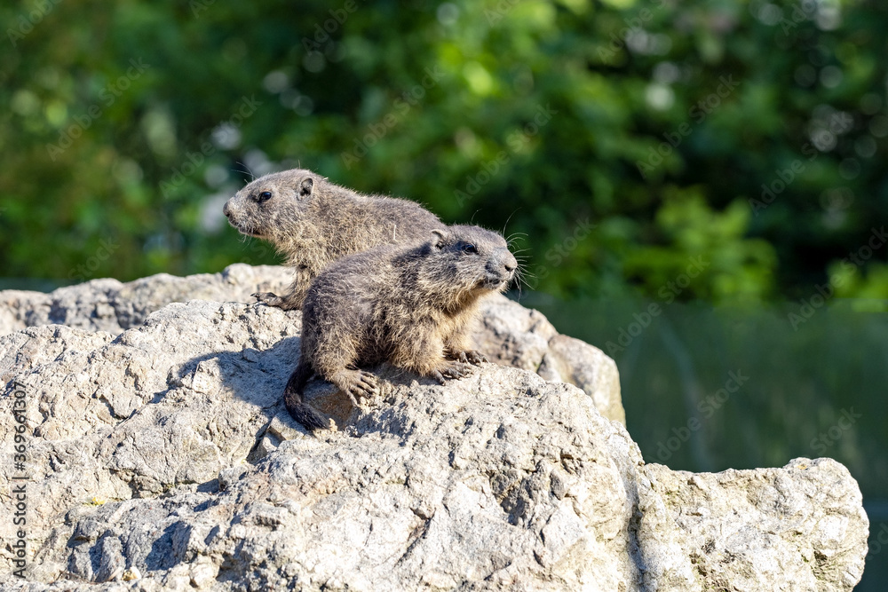 The Alpine Marmot, Marmota marmota, has large incisors and lives high in the European mountains The Alpine Marmot, Marmota marmota, has large incisors and lives high in the European mountains