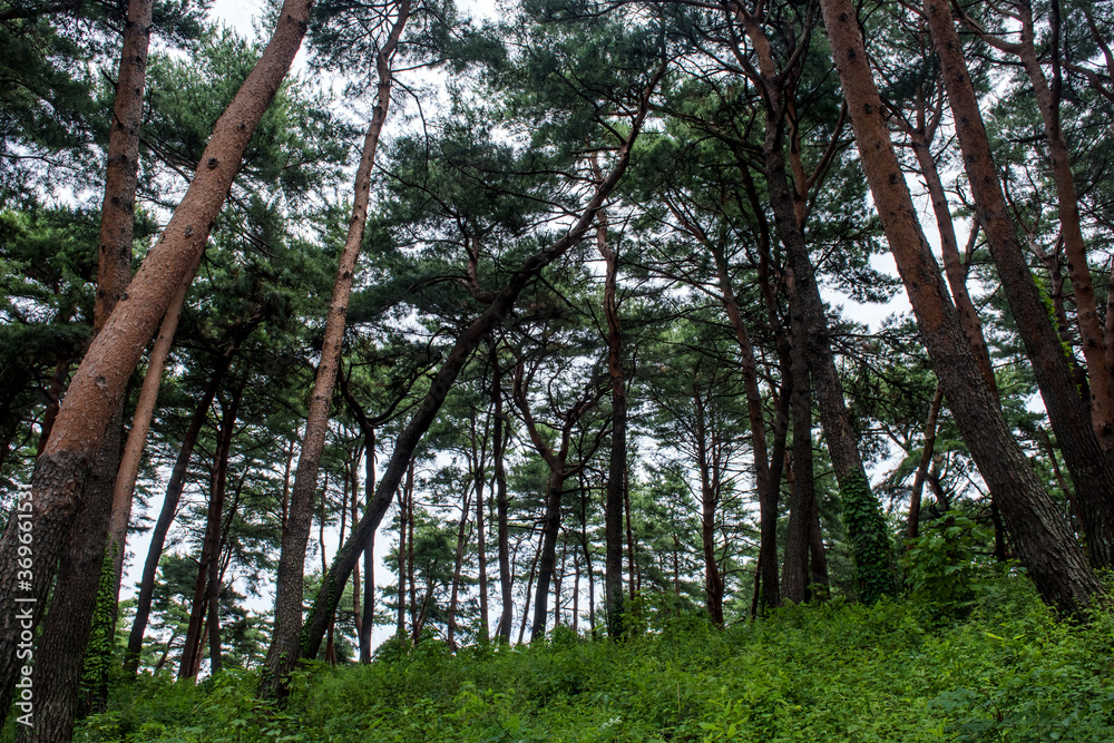 Obraz premium Beautiful deep forest woods with bright green colors.
