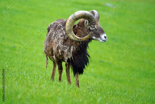 a mouflon, ovis orientalis musimon in the change of coat on a green field