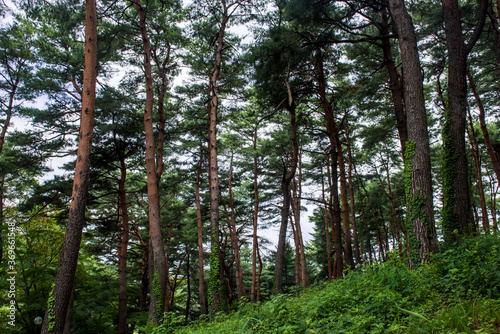 Beautiful deep forest woods with bright green colors.