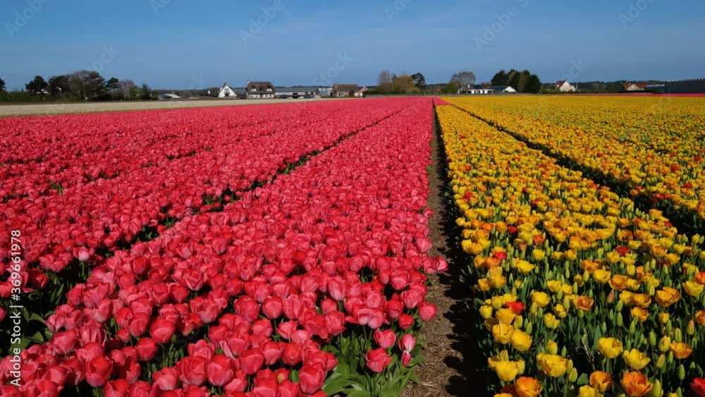 Rows of colorful tulips in bloom in field Rows of colorful tulips in bloom in field