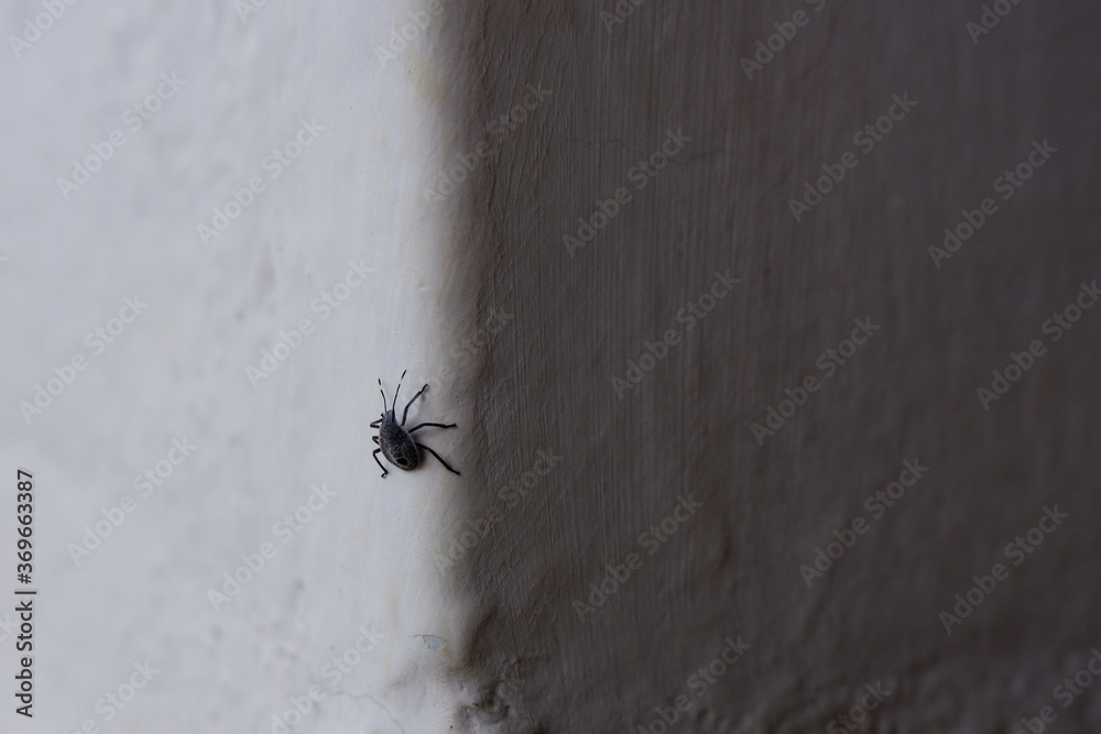 black color insect isolated on white wall black color insect isolated on white wall