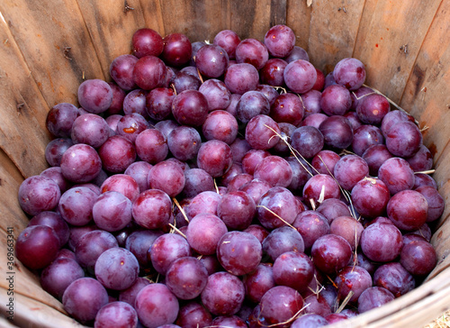 Picked Plums