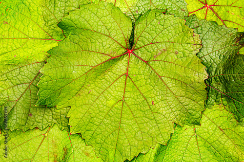 Green grape leaf with red veins, close up macro texture. Green wine grape leaf