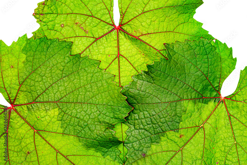 Green grape leaf with red veins, close up macro texture. Green wine grape leaf