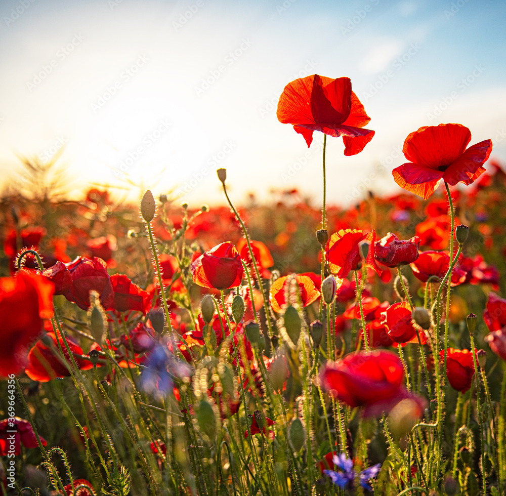 Nice poppy flowers in the sunset