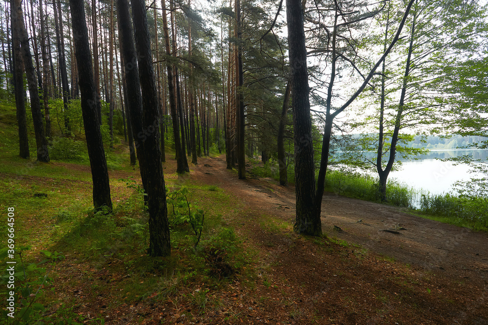 Obraz premium summer forest on a sunny day