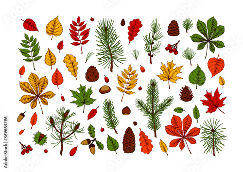 Set of hand drawn multicolored forest design elements, including maple, chestnut, oak leaves, Christmas tree branches, pine cones, acorn on white background. Autumn clipart. Vector illustration.