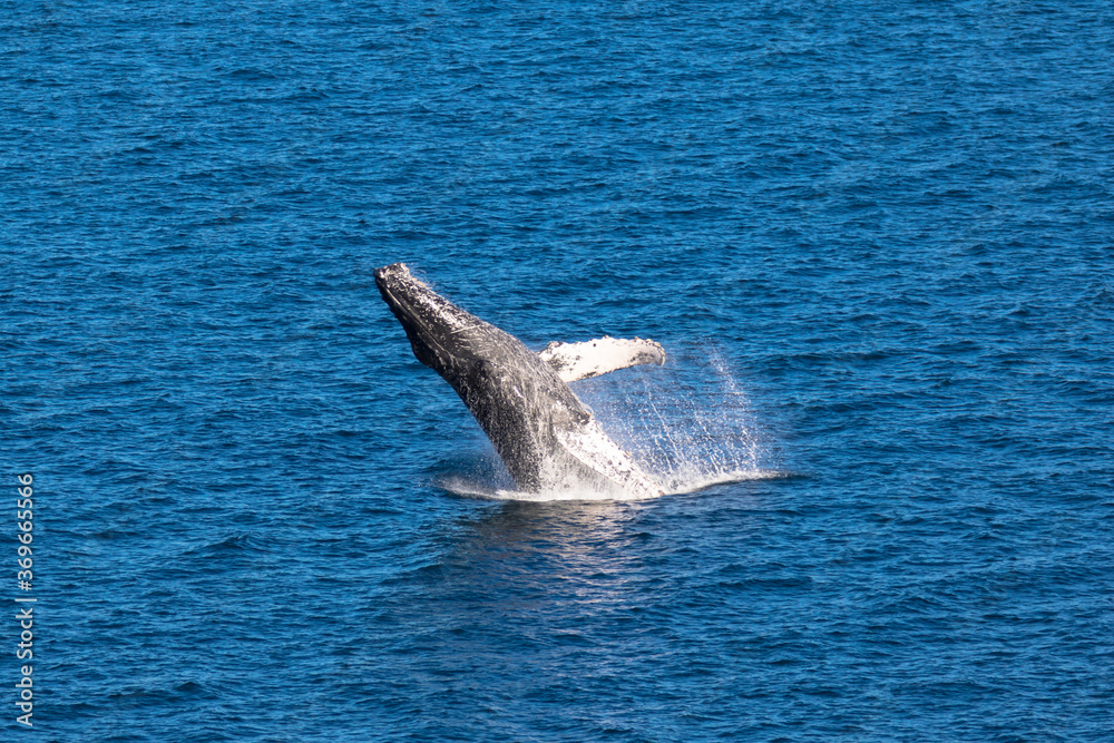 Fototapeta premium Breaching Humpback Whales, Loreto in Baja California, Mexico