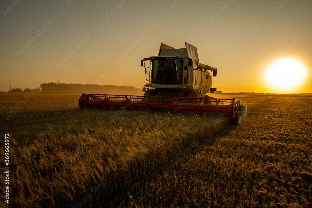 Fototapeta premium Harvesting grain in a field of barley at sunset,
