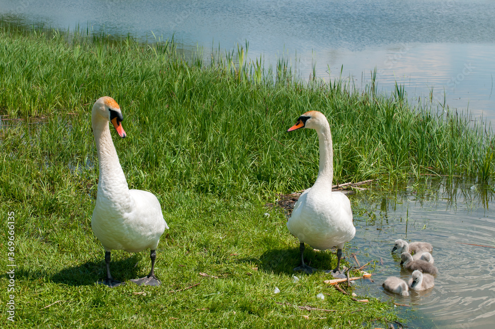Obraz premium a white swan female with small swans swims in a pond