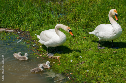 a white swan female with small swans swims in a pond