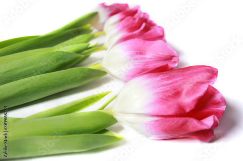 Fototapeta Naklejka Na Ścianę i Meble -  Wonderful pink tulips on a white background. Beautiful spring flowers.