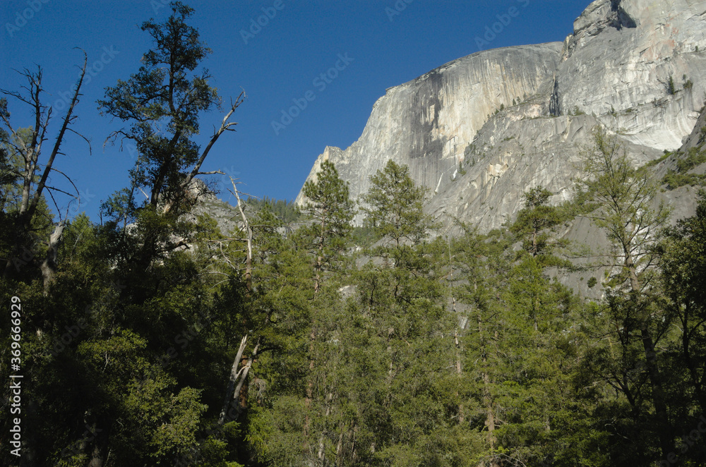 Yosemite landscape partial shot of half dome with tall evergreen pine trees and blue sky.  Beautiful Californian park and favorite of tourists.  Serenity, inspiration, calm, nature and majestic in siz