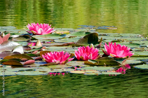 Water Lily