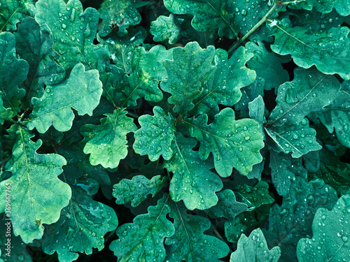 Colorful green oak leaves close up