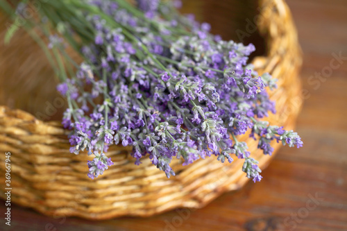 Lavender lies in a basket, a beautiful still life for creating wallpaper designs. Fragrant purple flowers in Provence style, web screensaver.