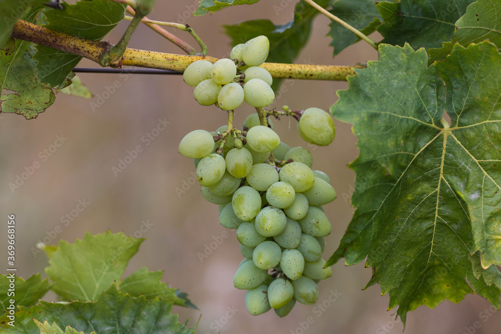 a bunch of green grapes weighs next to green leaves
a bunch of green grapes weighs next to green leaves