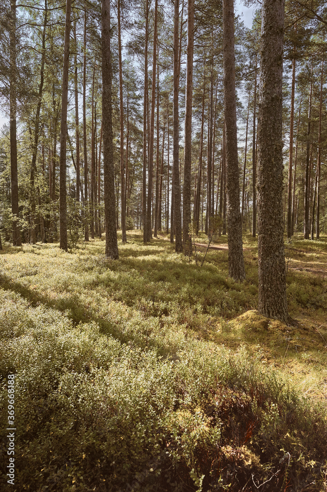 Pine woods in summer. Sunny day. Vertical layout Pine woods in summer. Sunny day. Vertical layout