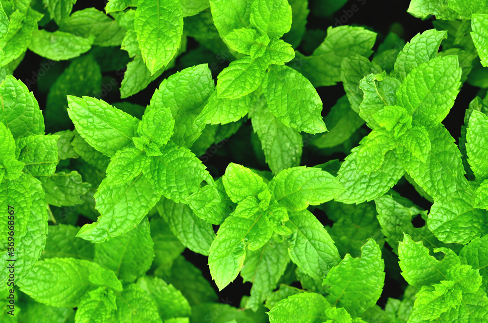 Bright fresh mint plant grow texture background. Close-up. Bright fresh mint plant grow texture background. Close-up.