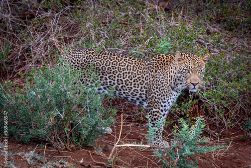 leopard in the bush