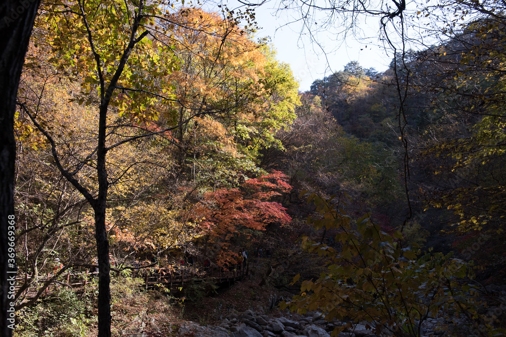 The beautiful autumnal color in the mountain. The beautiful autumnal color in the mountain.