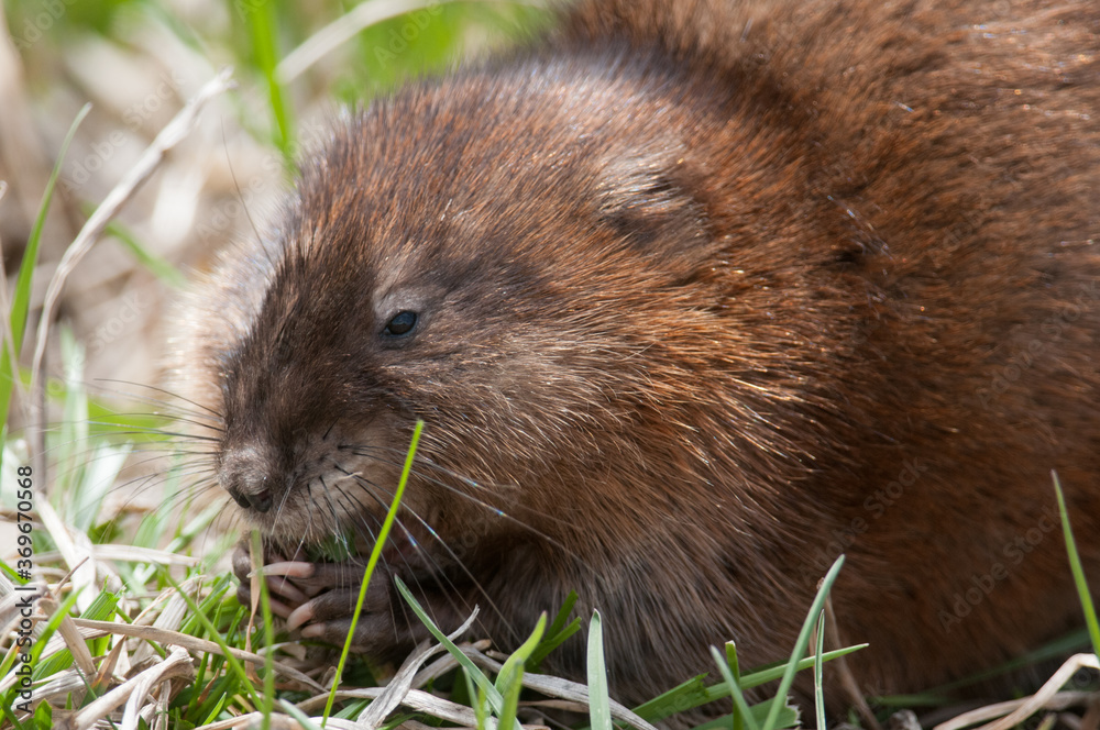 Common Muskrat Common Muskrat