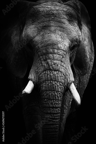 Black and white face elephant