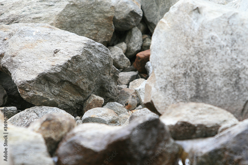 Alpenbraunelle (Prunella collaris), Alpen, Schweiz Alpenbraunelle (Prunella collaris), Alpen, Schweiz