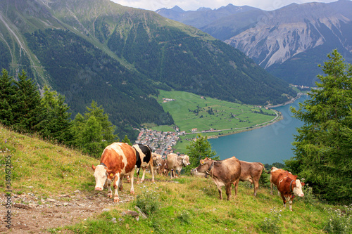 Vietrieb auf der Alm am Reschensee, Vinschgau, Südtirol, Italien