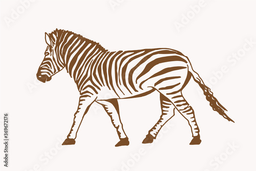 Vector vintage illustration of zebra , sepia background, savanna animal