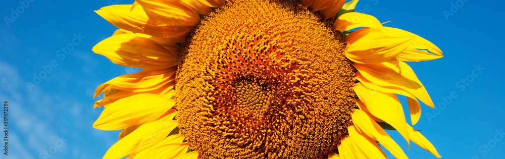 Sunflower head on a blue background. Banner. Sunflower head on a blue background. Banner.