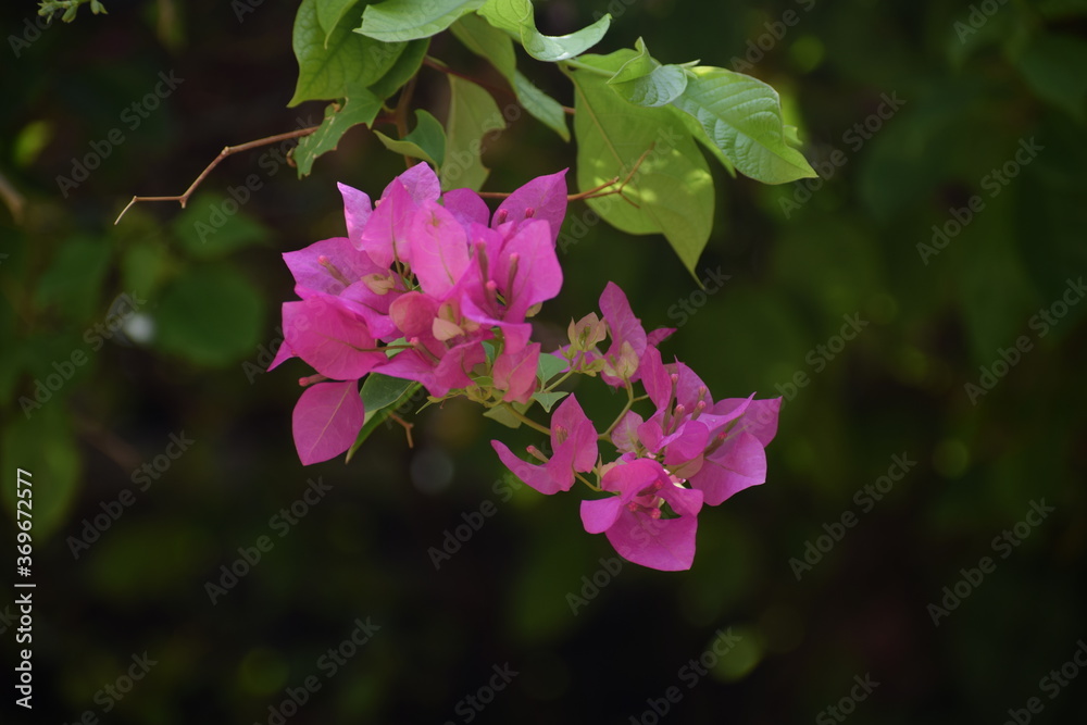 Bougainvillea is a genus of thorny ornamental vines, bushes, or trees.It is native to South America from Brazil west to Peru and south to southern Argentina.