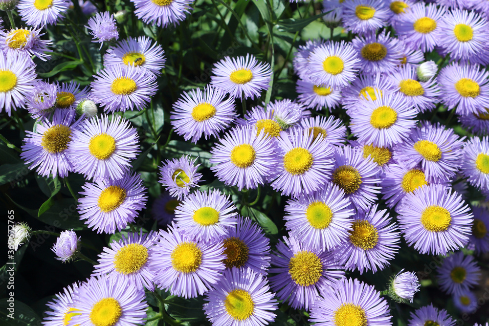 Blue camomiles in a summer garden Blue camomiles in a summer garden