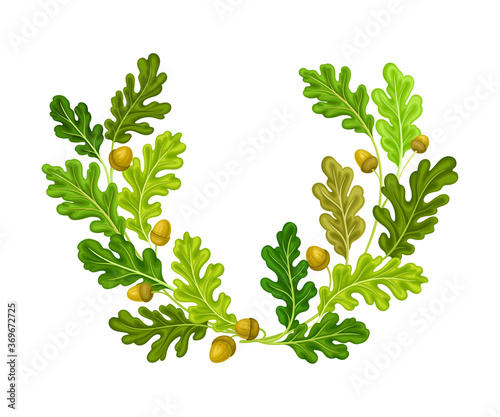 Oak Branches with Green Leaves and Acorns Arranged in Semi Circle Vector Illustration photo